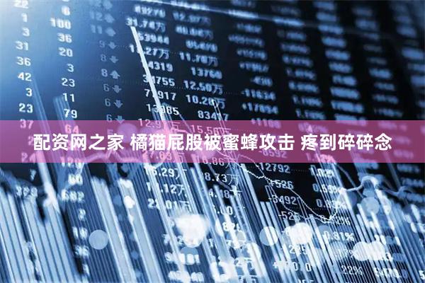 配资网之家 橘猫屁股被蜜蜂攻击 疼到碎碎念
